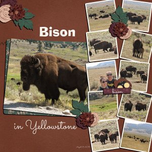 Bison in Yellowstone