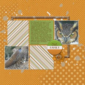 Owl Family