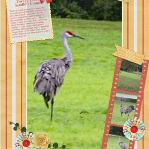 Turkey Creek Sandhill Cranes