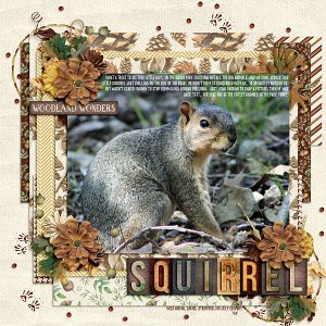 squirrel