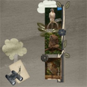 Bird Watcher
