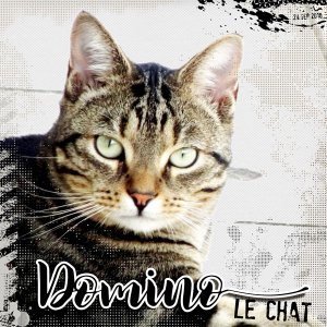 Domino le chat