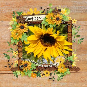 Sunflower
