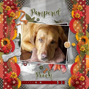 Pampered Pooch