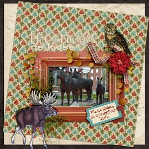 The-moose-is-loose