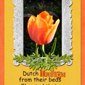 Dutch Tulips