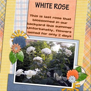 Last white rose