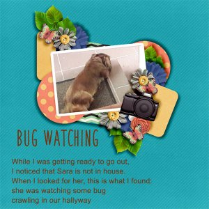 Bug watching