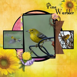 Pine Warbler