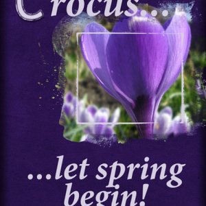 ATC2016-67 Crocus