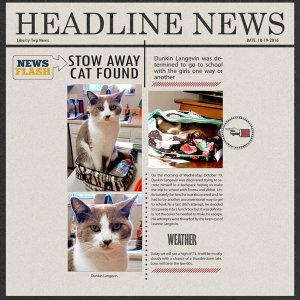 Stow Away Cat