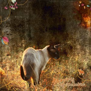 Memories of Autumn