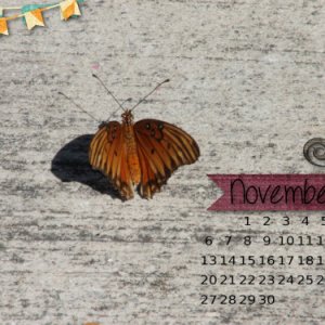 Nov16DW