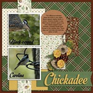 Chickadee