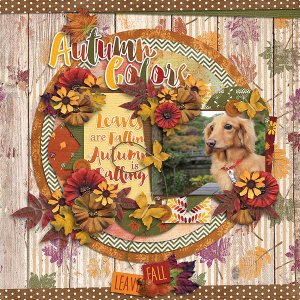Autumn Colors