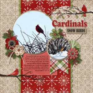 Cardinals snow birds
