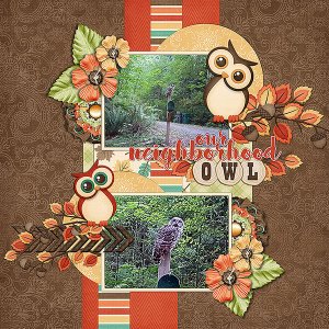 Neighborhood Owl