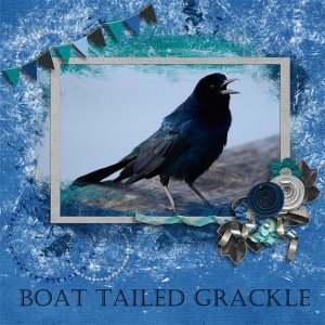 Boat Tailed Grackle