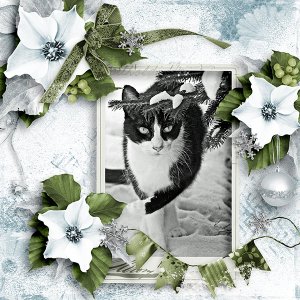 Stalking the ornament