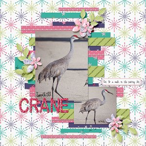 Sandhill Crane