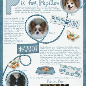 P is for Papillon