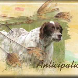 ATC 2017-01 Anticipation