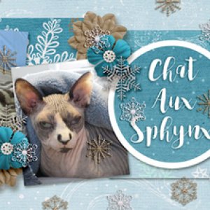 Chat Aux Sphynx