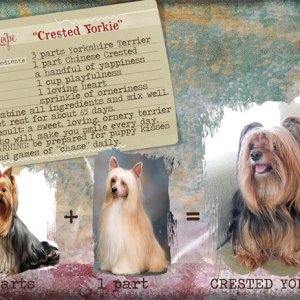 Recipe Crested Yorkie