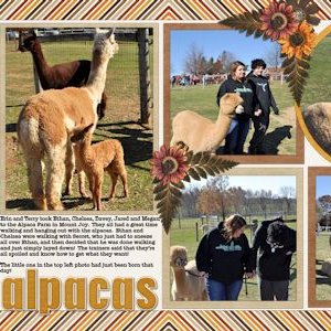 Alpacas