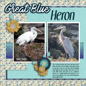 Great Blue or Great White