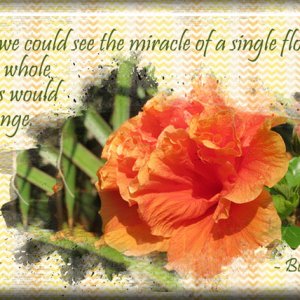 ATC 2017-12 The Miracle of a Single Flower