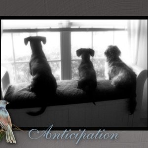 Anticipation