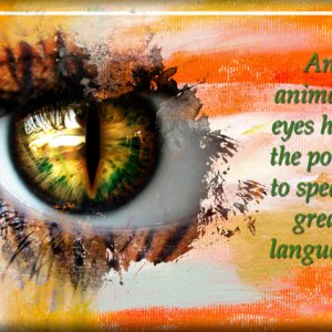 Eye of the Tiger
