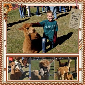 Alpaca Farm