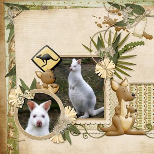 Albino Kangaroo