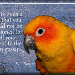 ATC 2017-18 Parrot