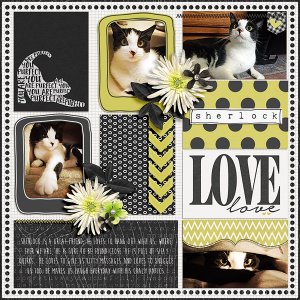 purrfect love