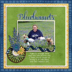 Bluebonnets