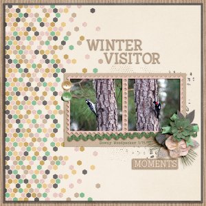 Winter Visitor