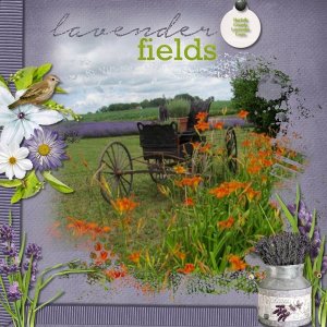 Lavender Fields