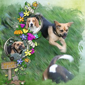 Doggies at Play