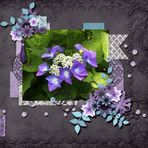 Hydrangea