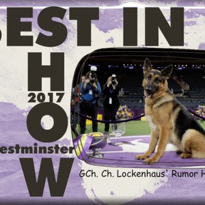 BEST IN SHOW