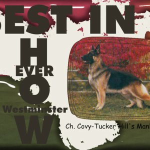 Best in Show Ever
