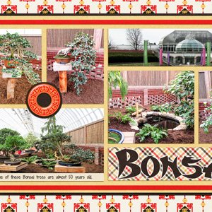Bonsai at Phipps