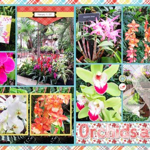 Orchids at Phipps