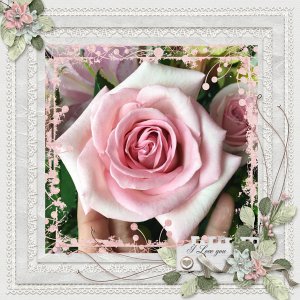Pink Roses