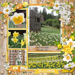 Daffodils