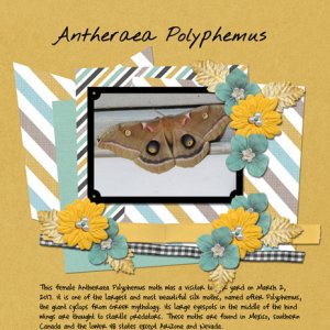 Antheraea Polyphemus
