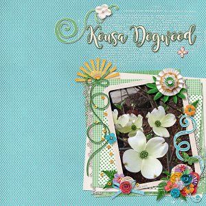 Kousa Dogwood